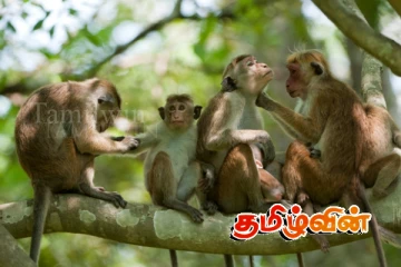 குரங்குகள் தொடர்பில் மீண்டும் கணக்கெடுப்பு