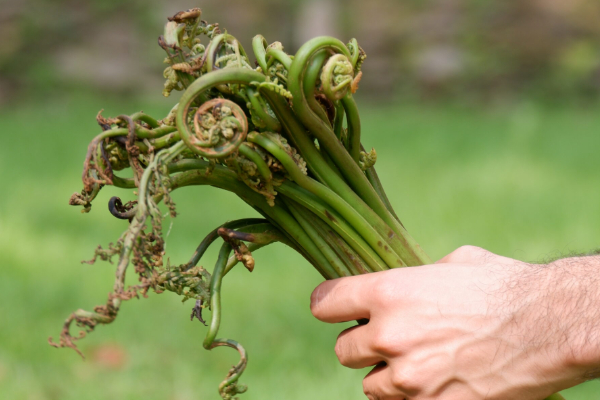 உலகிலேயே அதிக சக்தி கொண்ட காய்கறி.., எது தெரியுமா? | World S Most Powerful Vegetable In Tamil