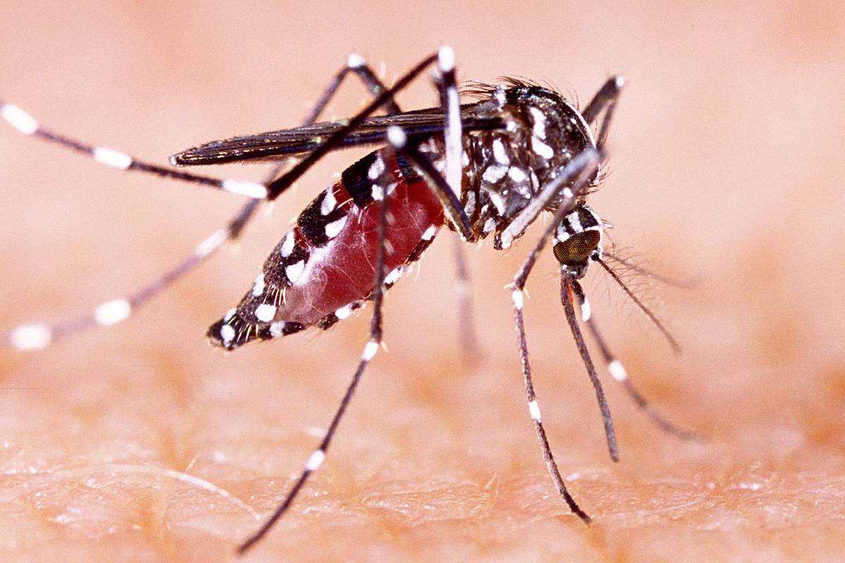 நாட்டில் டெங்கு நோயாளர்களின் எண்ணிக்கை அதிகரிப்பு | Number Of Dengue Patients Country Is Increasing நாட்டில் டெங்கு நோயாளர்களின் எண்ணிக்கை அதிகரிப்பு | Number Of Dengue Patients Country Is Increasing
