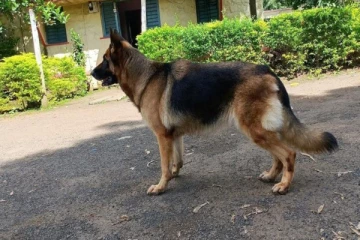 வளர்ப்பு நாயை நிலத்தில் அடித்து, ஆற்றில் வீசிய கொடூர இளைஞன்