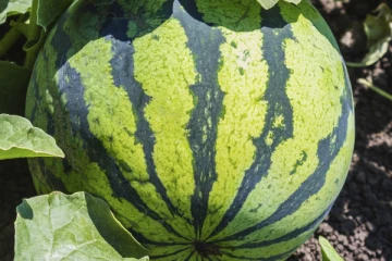 ஒரே ஒரு தர்பூசணிக்காக வந்த போர்.... ஒரு கிரமமே ரத்த வெள்ளத்தில் துடித்துடித்த ஆச்சரியம்!