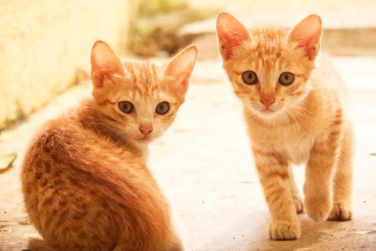 பூனைக்கு சாப்பாடு ஊட்டியே ரூ.72 லட்சம் சம்பாதித்த இளைஞன் | Man Earns Rs 20 Lakhs From Cat Grooming Service பூனைக்கு சாப்பாடு ஊட்டியே ரூ.72 லட்சம் சம்பாதித்த இளைஞன் | Man Earns Rs 20 Lakhs From Cat Grooming Service