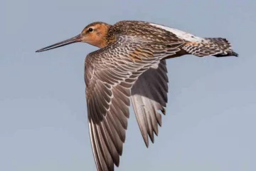 பறவையின் உலக சாதனை!