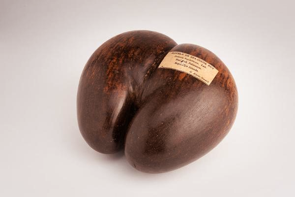 தங்கத்தை விட விலையுயர்ந்த தேங்காய் - இதனால் என்ன பயன், ஏன் இவ்வளவு விலை? | The Most Expensive Coconut In The World Price