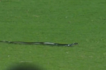 மைதானத்திற்குள் திடீரென புகுந்த பாம்பால் ஏற்பட்ட பெரும் பரபரப்பு!