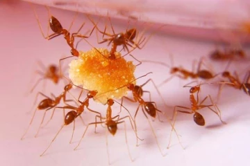 வீட்டில் எறும்புத் தொல்லை அதிகமாக இருக்கின்றதா? இதை மட்டும் செய்தாலே போதும்