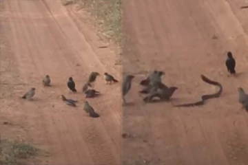 படமெடுத்த பாம்பை பறந்து பறந்து தாக்கிய பறவைகள்! வைரல் காட்சி இதோ