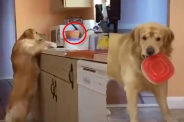 இணையத்தளவாசிகளை  தன்பக்கம் திருப்பிய  செல்லப்பிராணி ; வைரலாகும் காணொளி!