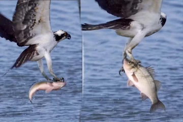 Viral Video: வானில் கழுகிடம் துடிதுடித்த ராட்சத மீன்... அட்டகாசமான காணொளி