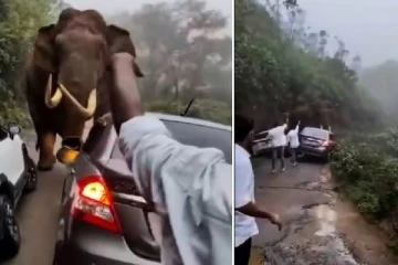 காரில் சென்ற சுற்றுலா பயணிகள்..ஓட ஓட விரட்டிய படையப்பா யானை - பதறவைக்கும் காட்சி!