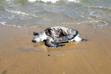 இலங்கை கடற்பரப்பில் தொடர்ந்து இறந்து கரையொதுங்கும் கடல் வாழ் உயிரினங்கள்