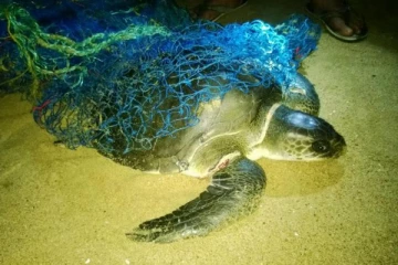 நியூ டயமண்ட் கப்பல் விபத்திற்கு பின்னர் அதிகமாக உயிரிழக்கும் ஆமைகள்! வெளியான தகவல்