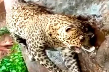 சடலமாக கரை ஒதுங்கிய சிறுத்தை - என்ன நடந்தது?