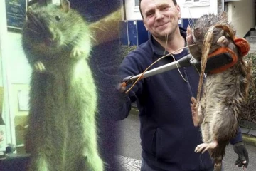 பார்த்தாலே பதறுது.. 4 அடி நீளம், மனித குழந்தை போல் இருக்கும் மான்ஸ்டர் எலி - ஆராய்ச்சியில் அதிர்ச்சி தகவல்!