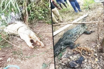 மாடுகளை வேட்டையாடி வந்த 9 அடி நீளமான பாரிய முதலையொன்று உயிருடன் மீட்பு