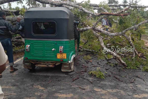தேவிபுரத்தில் மரம் முறிந்து விழுந்ததில் முச்சக்கரவண்டி சாரதி படுகாயம் | Threewheele Rider Injured After Tree Falls