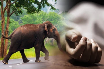 காட்டு யானை தாக்கியதில் குடும்பஸ்தர் பரிதாபப் பலி