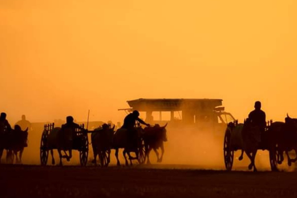 யாழில் நடைபெற்ற பாரம்பரிய மாட்டு வண்டிச்சவாரி (Photos) | Traditional Cart Ride In Jaffna