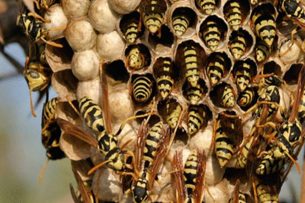 மஸ்கெலியா சாமிமலை பகுதியில் மூவருக்கு நேர்ந்த விபரீதம்! | Maskeliya Wasp Attack Three People S Injured