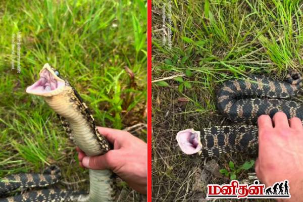 viral video: வாயை பிளந்தபடி தாக்கும் Hognose பாம்பு! நபரொருவரன் செயலை பாருங்க | A Hognose Snake Try To Bite A Man