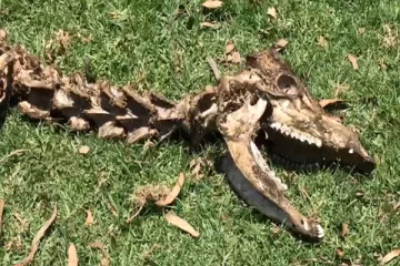 உதகையில் சுற்றித் திரியும் செந்நாய்களால் வேட்டையாடப்படும் மான்கள்: மக்கள் அச்சம்