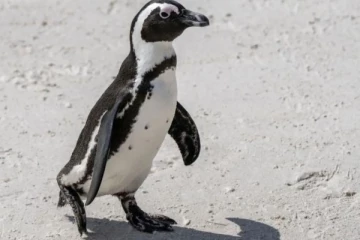 ஆப்பிரிக்க பென்குயின் பாதுகாப்பு: தென்னாப்பிரிக்க நீதிமன்றத்தின் வரலாற்று தீர்ப்பு!