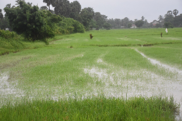 விவசாயிகளுக்கு 25,000 ரூபாய் உர மானியம் : வெளியான மகிழ்ச்சித் தகவல் | Happy News To Farmers Funds For Fertilizer Subsidy