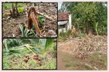 வயலோடு தென்னைகளையும் இழந்த முன்னாள் போராளி: மனதால் துவண்டு போன துயரம்