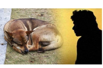 நாய்களோடு இந்த மனிதன் செய்த செயலைப் பாருங்கள் - வைரலாகும் வீடியோ