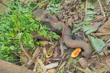 20 நாட்களாக உயிருக்கு போராடி வந்த காட்டுயானைக்கு நேர்ந்த சோகம்!