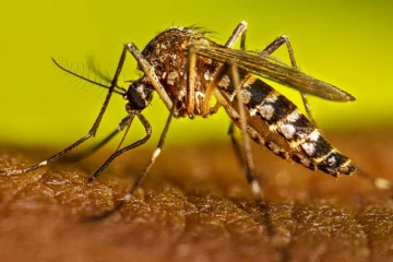 ඩෙංගු මරණ 69ක් දක්වා ඉහළට