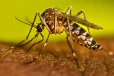 ඩෙංගු මරණ 69ක් දක්වා ඉහළට