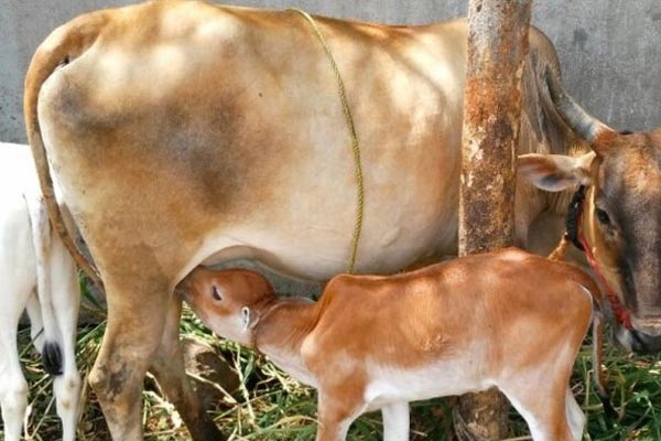 பால் உற்பத்தி பெருமளவில் குறைவடைந்து வருவதால் எடுக்கப்பட்ட திட்டம் | Due To The Drastic Decline In Milk Production