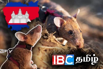 எலி ஒன்று படைத்த புதிய உலக சாதனை