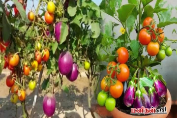 தக்காளி செடியில் கத்தரிக்காய் - சாத்தியமாக்கிய காய்கறி ஆராய்ச்சி நிறுவனம்