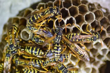 நுவரெலியாவில் குளவி தாக்குதலுக்குள்ளான மாணவர்கள் தொடர்பில் வெளியான தகவல்!