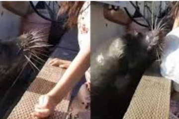 வேடிக்கை பார்த்த சிறுமியை கடலுக்குள் இழுத்துச்சென்ற கடற்சிங்கம்.... பின்பு நடந்தது என்ன?