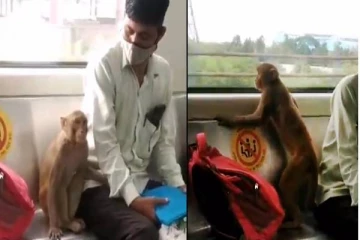 செம ஸ்டைலாக மெடரோ ரயிலில் பயணித்த குரங்கு! வைரலான வீடியோ