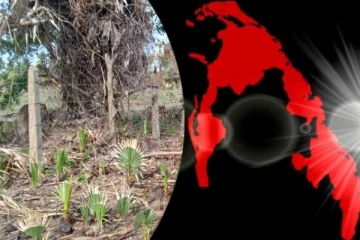 தமிழர் தாயகத்தின் அடையாளமாக விளங்கும் கற்பகதருவின் இன்றைய நிலை