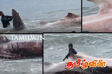 கிழக்கு கடலில் கரையொதுங்கிய இராட்சத சுறா மீன்