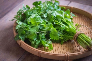 ஒரு மாதம் ஆனாலும் கொத்தமல்லி கெட்டுப்போகாமல் இருக்கணுமா? அப்போ இந்த 5 தவறை செய்யாதீங்க