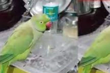 லட்சம் பேரை நெகிழ வைத்த கிளி... அப்படியென்ன செய்திடுச்சு? நீங்களே பாருங்க