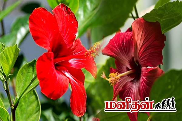 வாரத்திற்கு 2 தடவை போடுங்க... 15 நாட்களில் காடு போன்று முடி வளரும் | Homemade Hair Care Tips In Tamil
