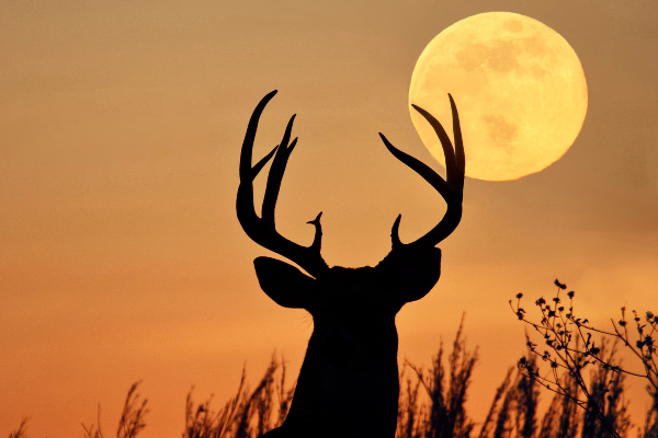 what is buck moon new moon june 2023