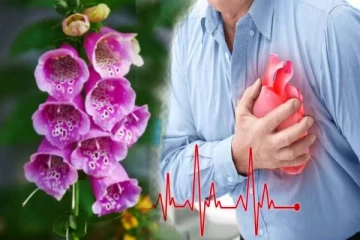 மாரடைப்பை ஏற்படுத்தும் மலர் எது தெரியுமா? இதை பார்தால் அருகில் செல்லாதீர்கள்