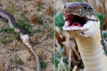ராஜநாகத்தை உயிருடன் விழுங்கிய பாம்பு! பசியின் வெறியை பாருங்க: திக் திக் காட்சி