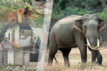 திருகோணமலையில் காட்டு யானைகளின் அட்டகாசம்: மக்கள் விசனம்(Photos)