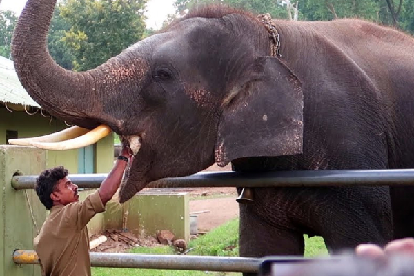 யானை தாக்கி பாகன் உயிரிழப்பு : முதுமலை முகாமில் பரபரப்பு | Attacked By An Elephant At Mudumalai Camp