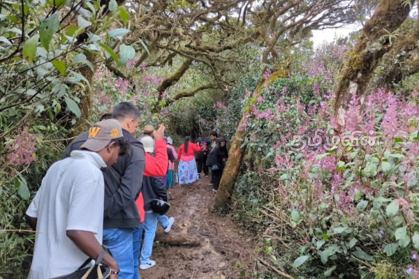 நுவரெலியாவில் 12 ஆண்டுகளுக்கு ஒருமுறை பூக்கும் நீலக்குறிஞ்சி மலர்கள் - குவியும் சுற்றுலா பயணிகள் | Blue Hyacinth Flowers Every 12 Years Nuwara Eliya
