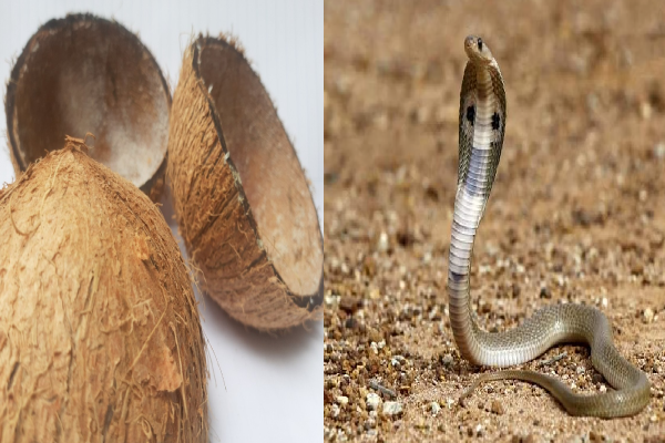 தேங்காய் ஓடு இருந்தா வீசாதீங்க - பாம்பிற்கு இது ஆகாதாம் | Coconut Shell Repels Snakes Home Protect தேங்காய் ஓடு இருந்தா வீசாதீங்க - பாம்பிற்கு இது ஆகாதாம் | Coconut Shell Repels Snakes Home Protect
